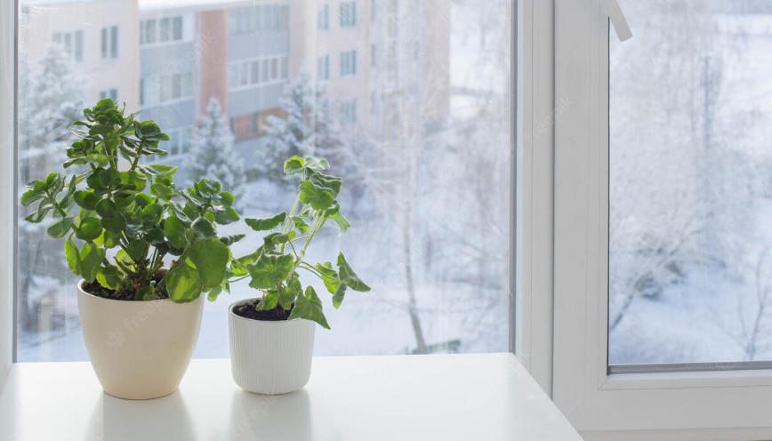 Самые полезные комнатные растения, которые можно вырастить на подоконнике в декабре